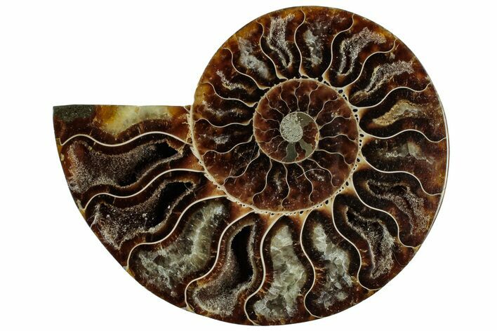 Cut & Polished Ammonite Fossil (Half) - Madagascar #310732